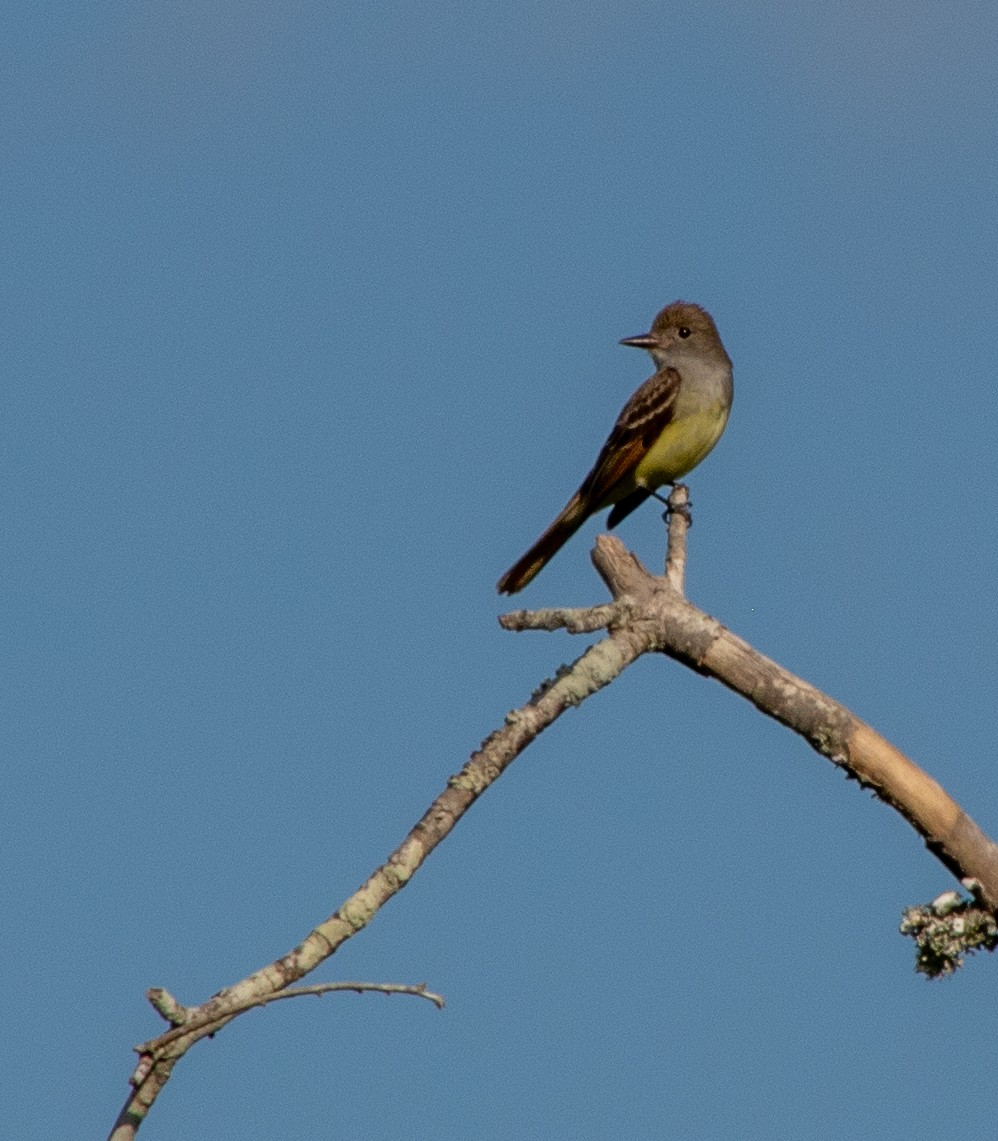 Great Crested Flycatcher - ML618792834