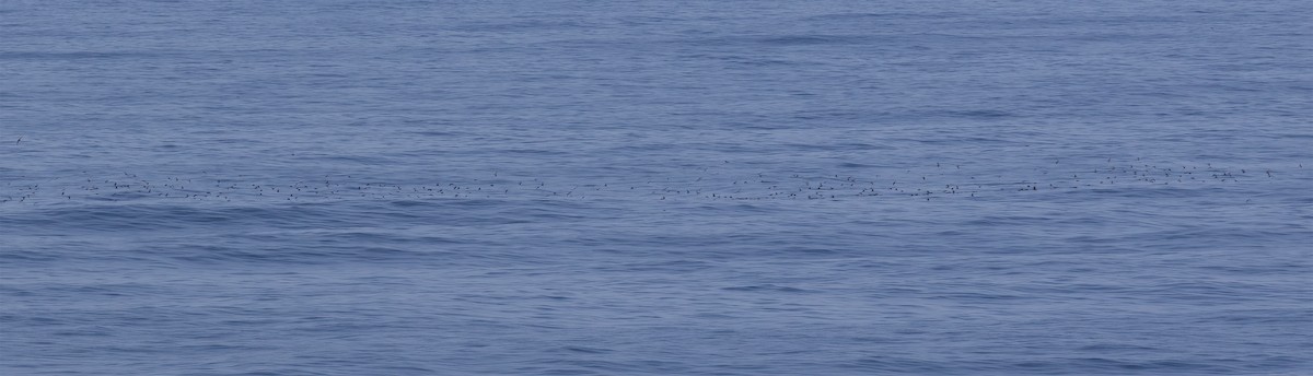 褐翅叉尾海燕 - ML618792836