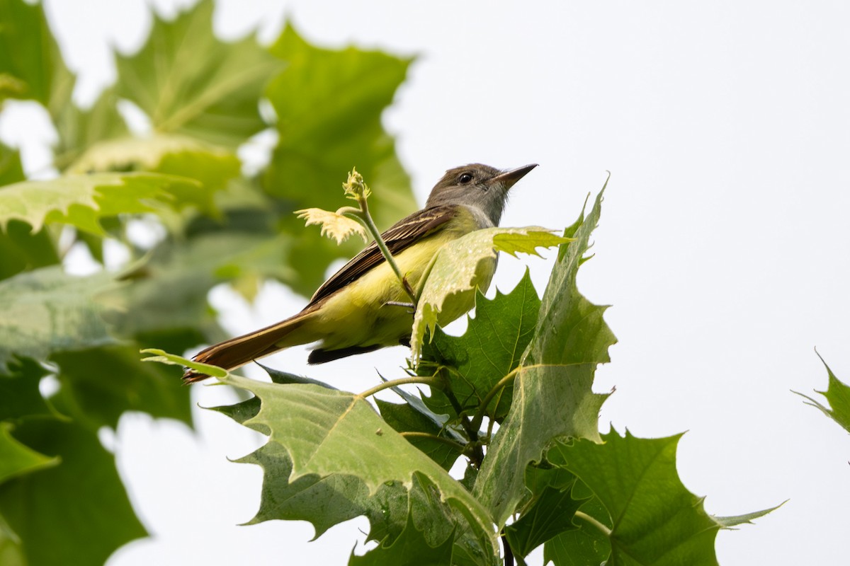 Great Crested Flycatcher - ML618792855