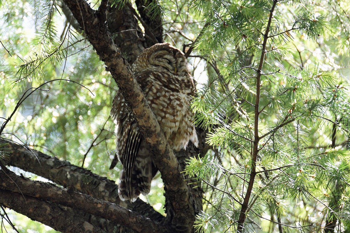Spotted Owl - ML618792856