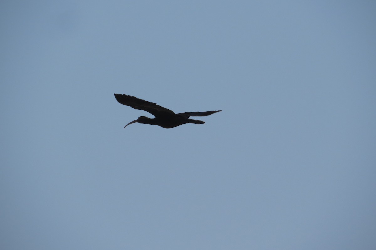 ibis andský - ML618792874