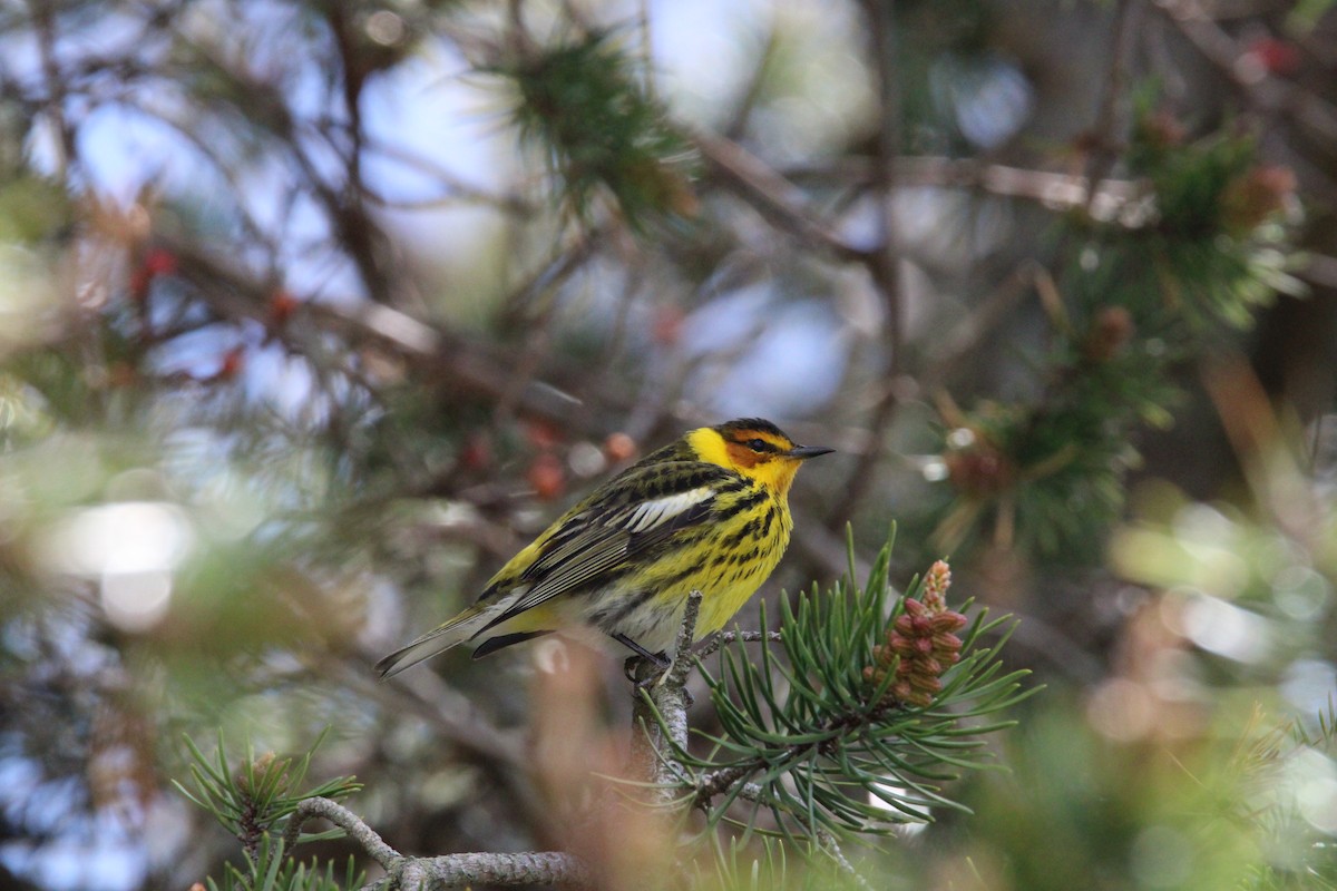 Cape May Warbler - ML618792881