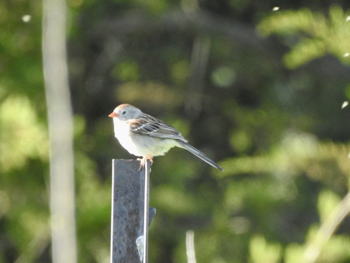 Field Sparrow - ML618792883