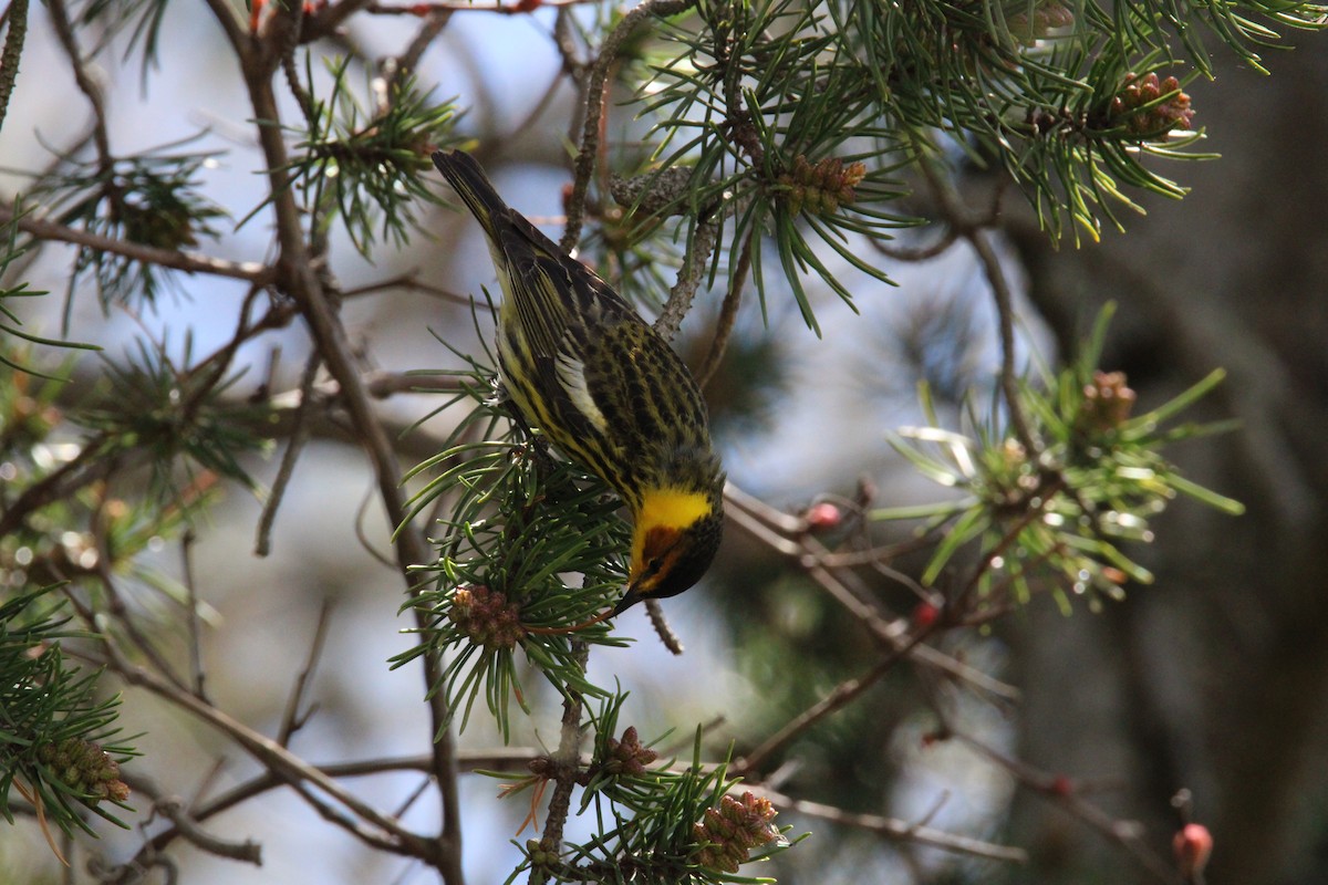 Cape May Warbler - Kevin Wistrom