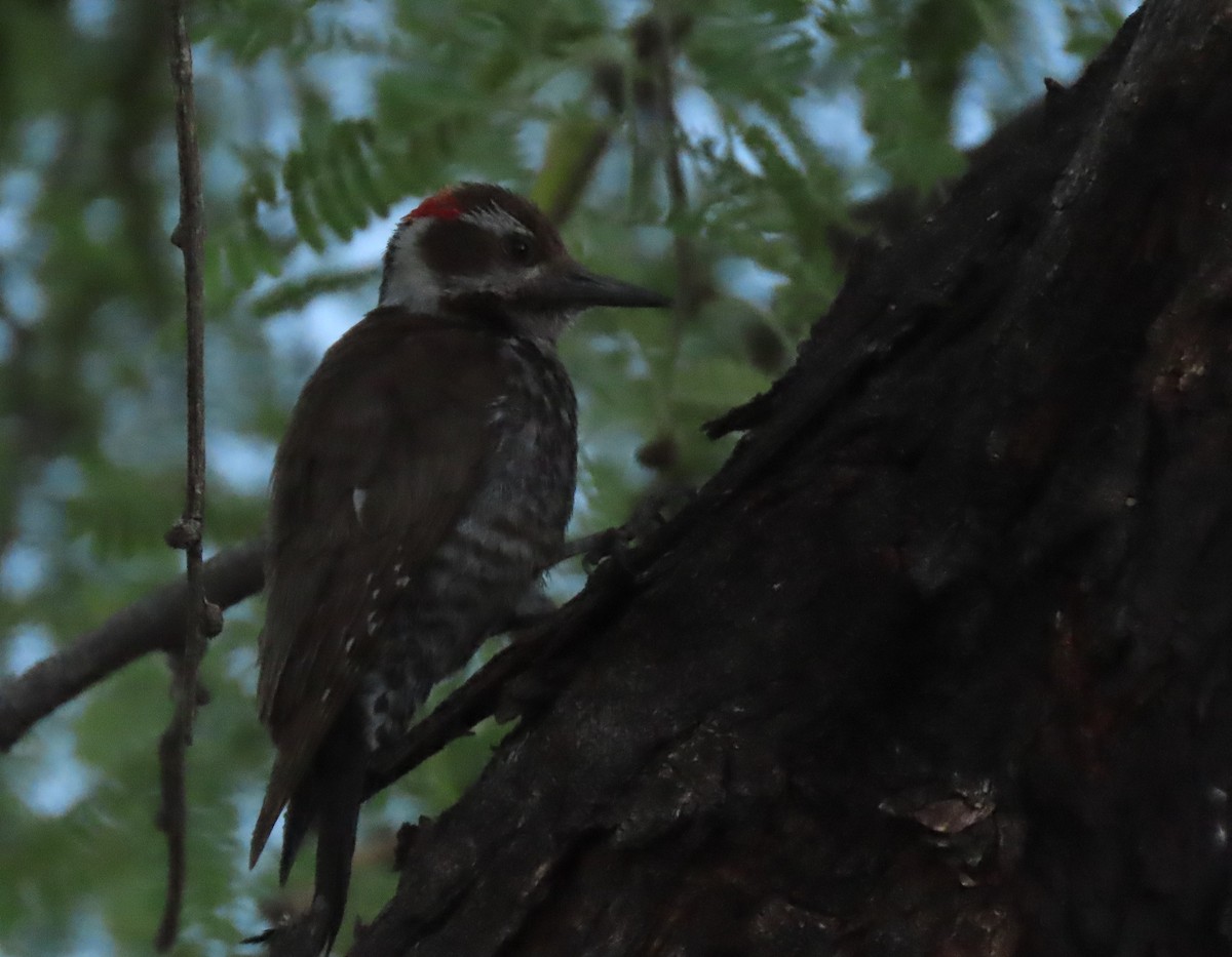Arizona Woodpecker - ML618792888