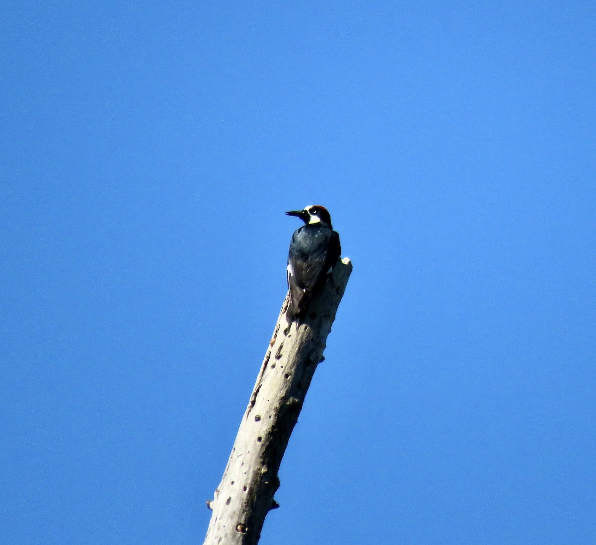 Acorn Woodpecker - ML618792890