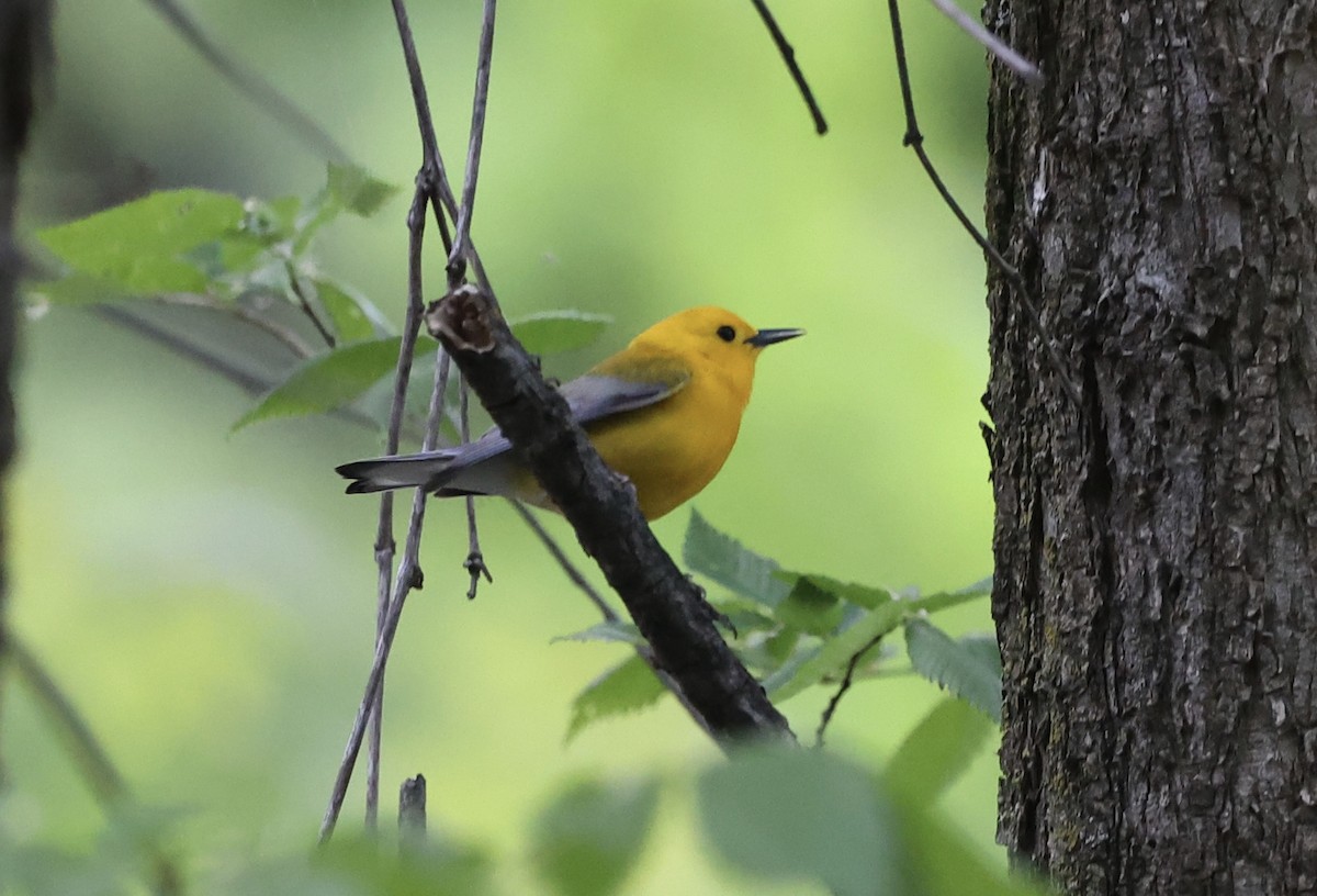 Prothonotary Warbler - ML618792901
