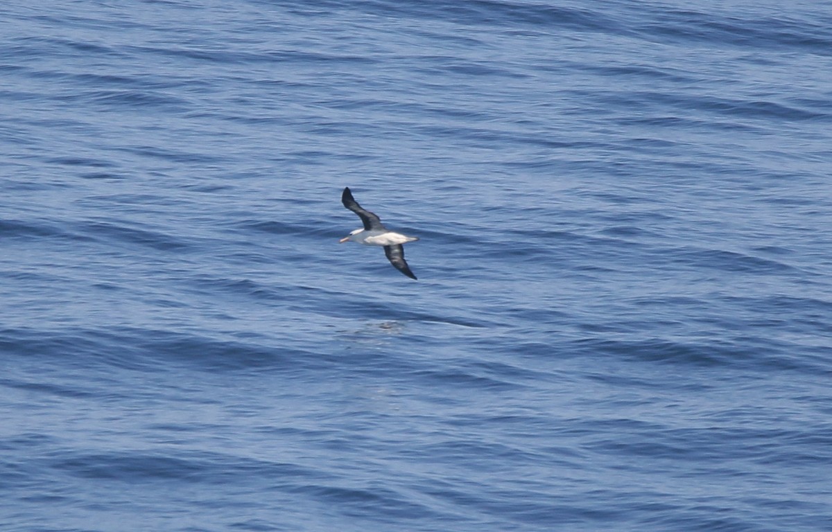 albatros černobrvý - ML618792905