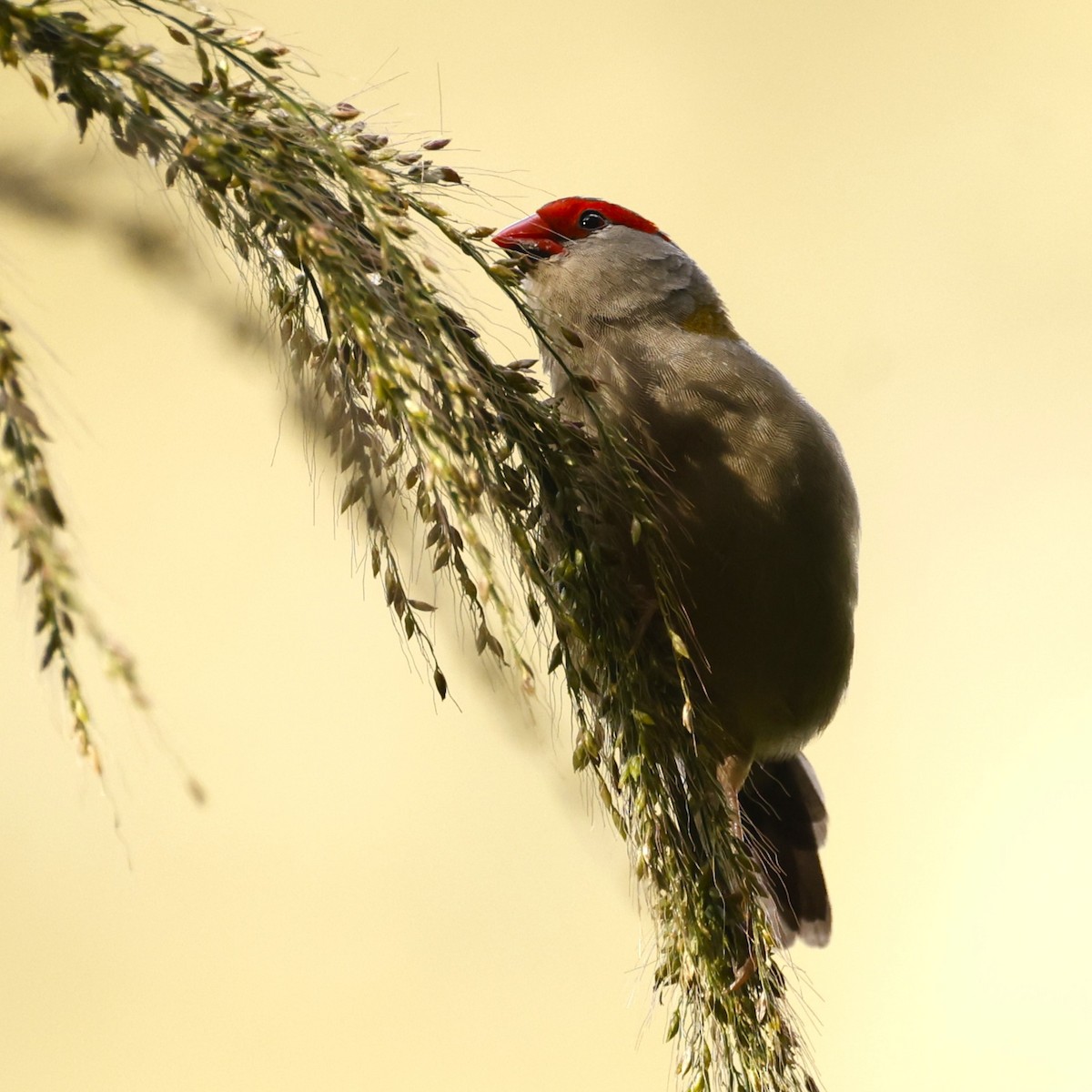 Red-browed Firetail - ML618792968