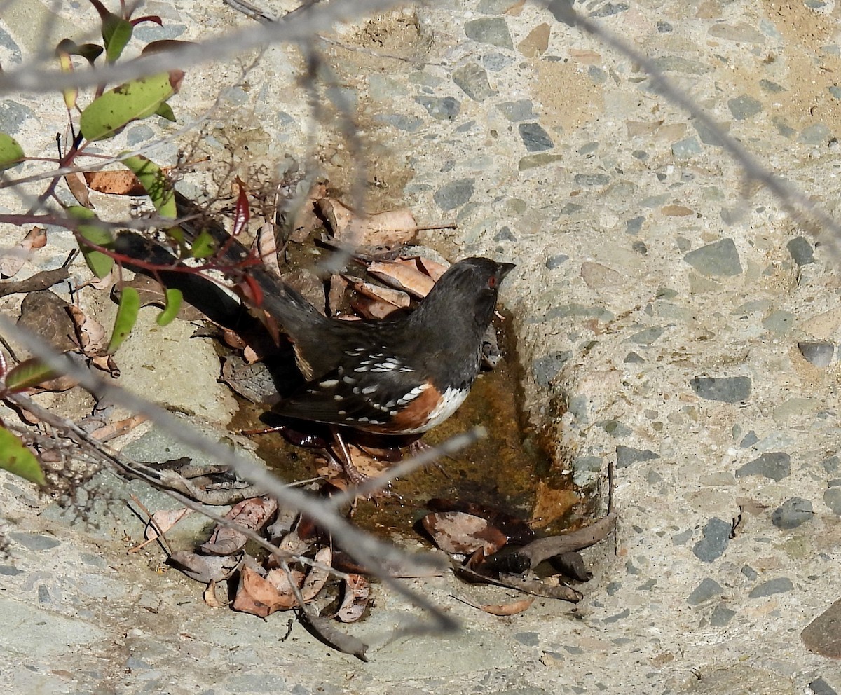 Spotted Towhee - ML618792992