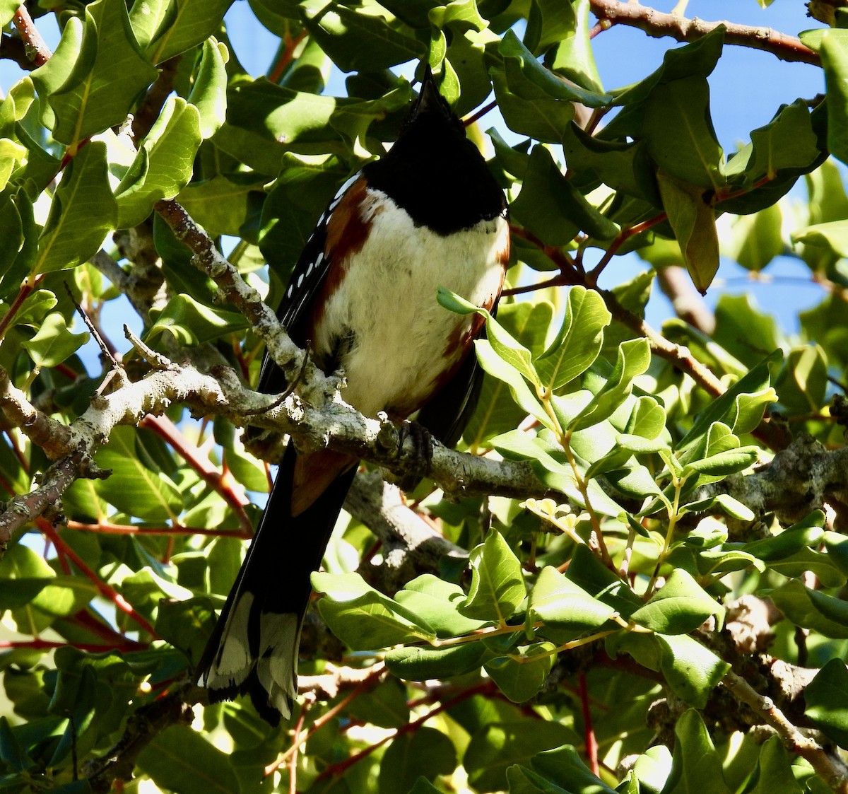 Spotted Towhee - ML618792993