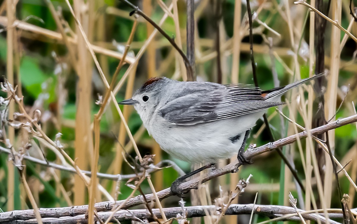 Lucy's Warbler - ML618793008