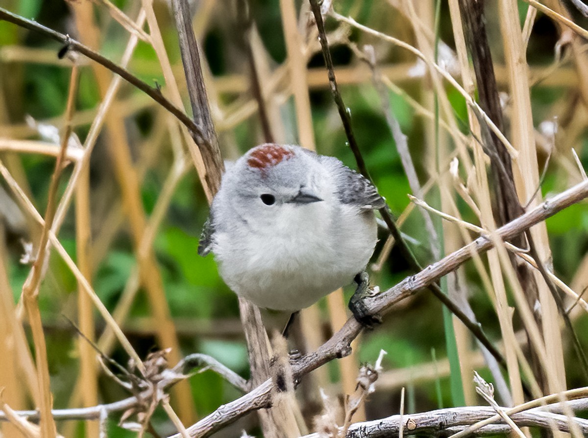 Lucy's Warbler - ML618793009