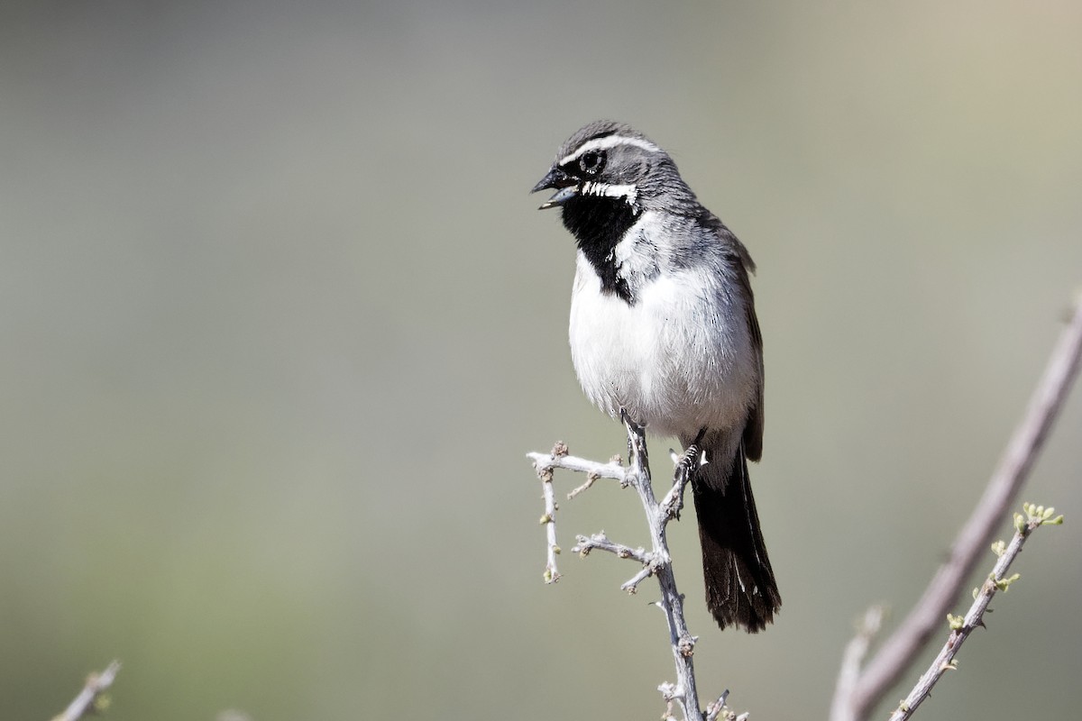 Black-throated Sparrow - ML618793023