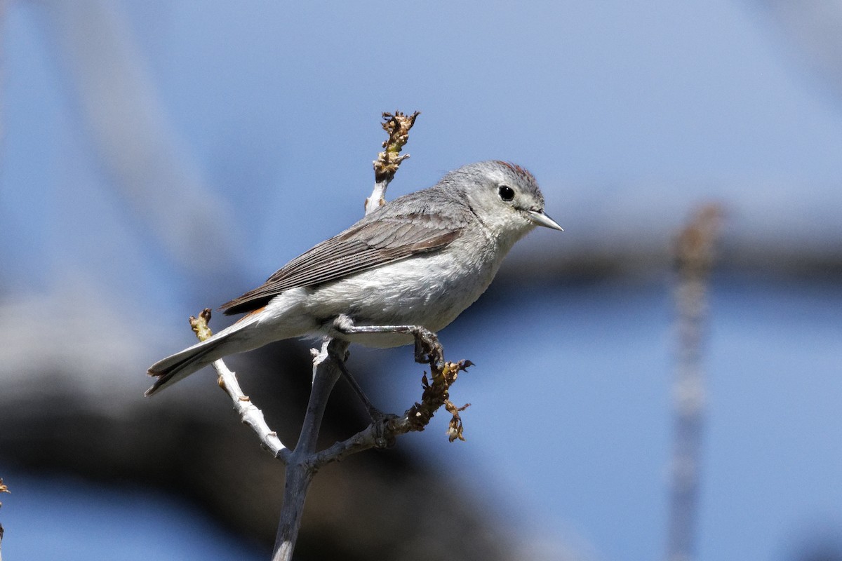 Lucy's Warbler - ML618793028