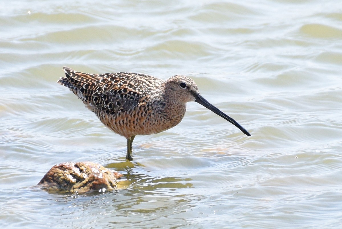 Long-billed Dowitcher - ML618793042