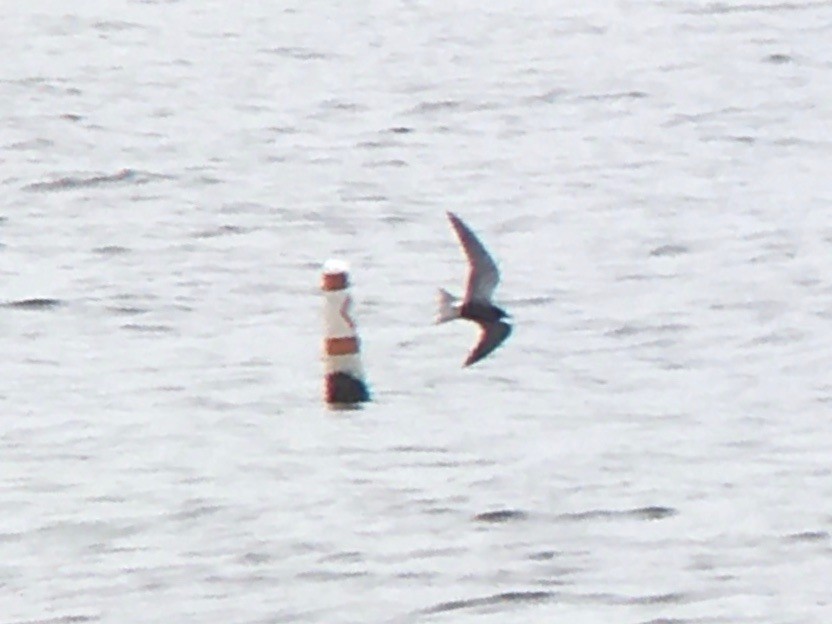Black Tern - ML618793081