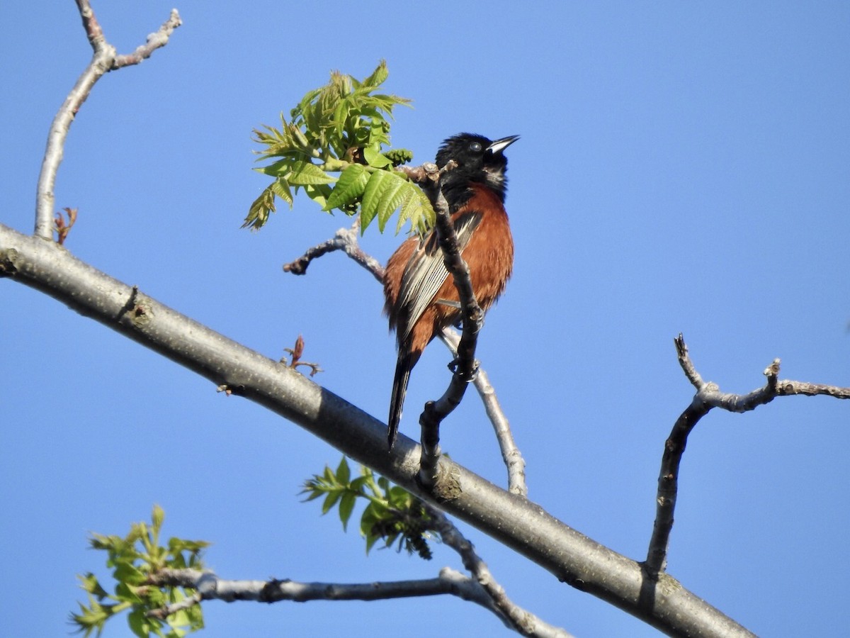 Orchard Oriole - ML618793091