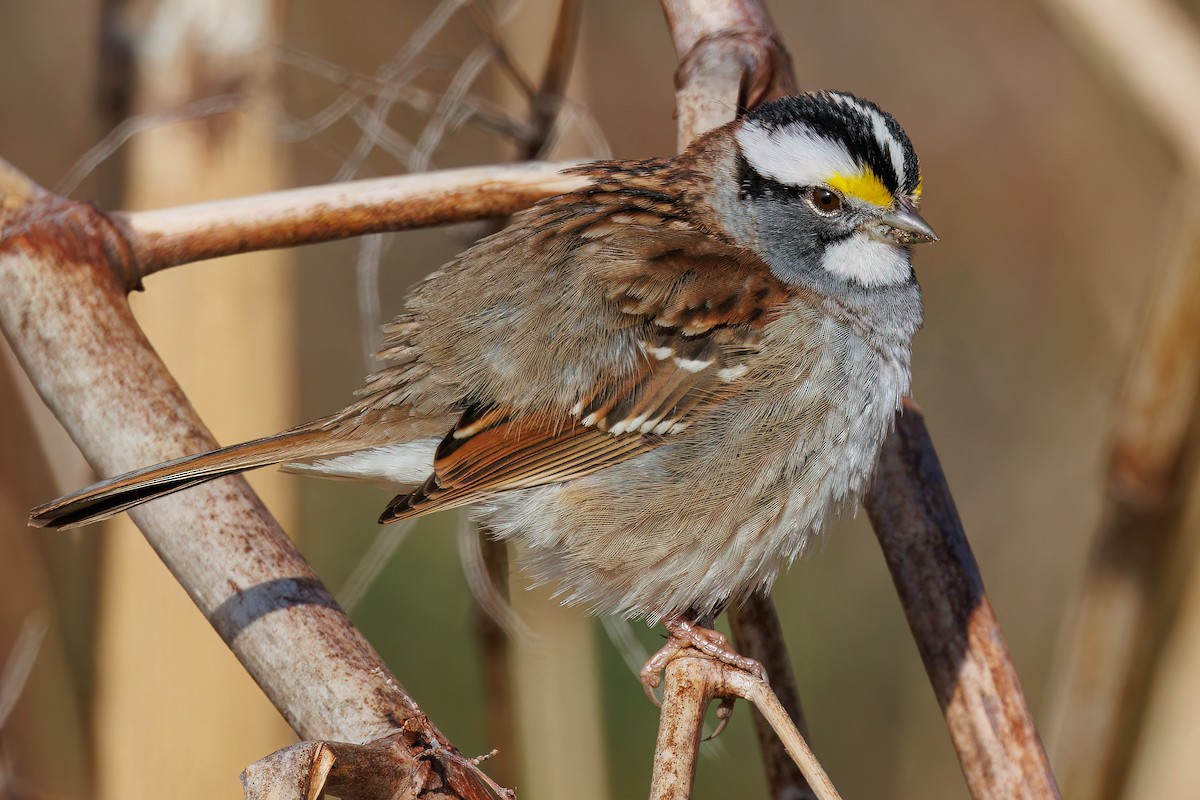 White-throated Sparrow - Laval Roy