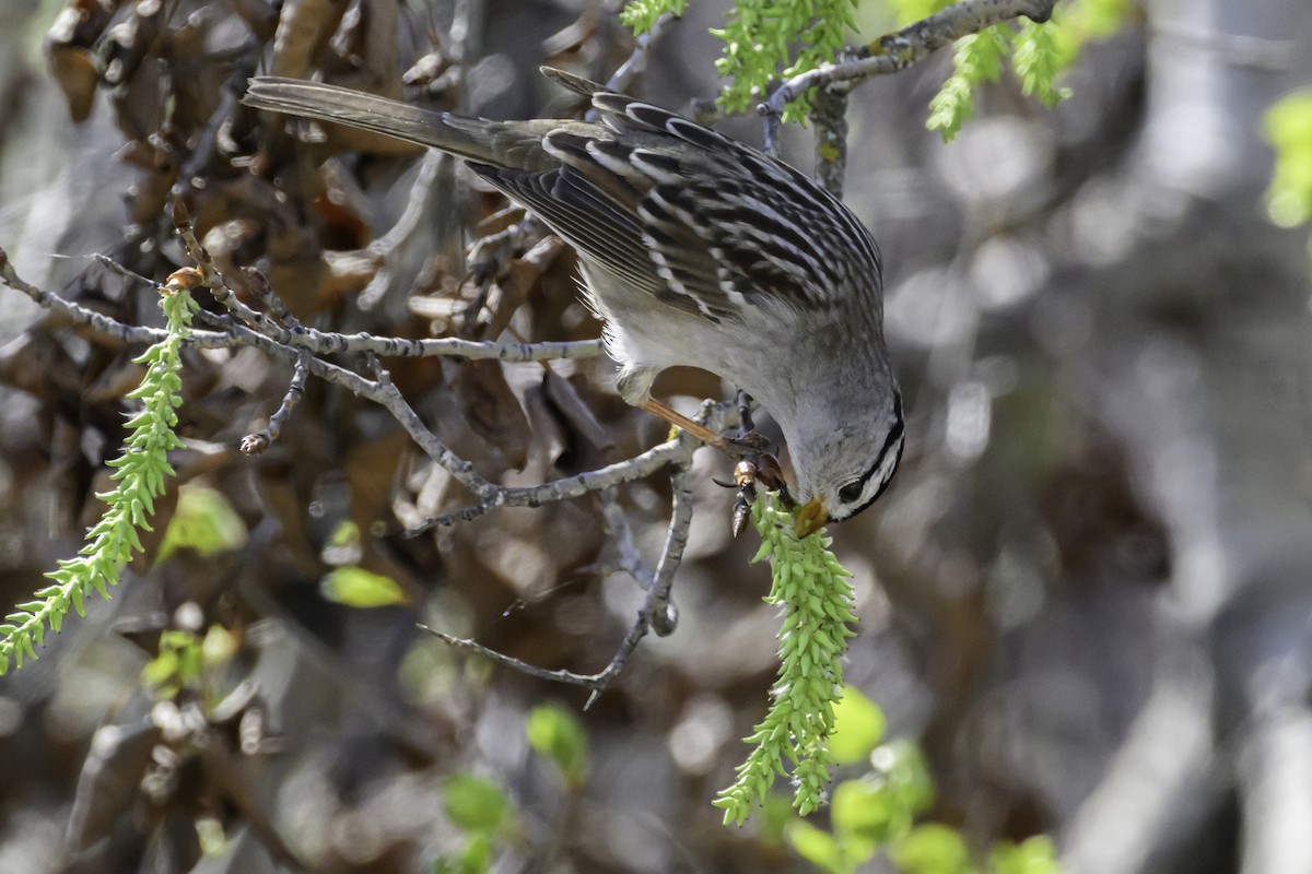 White-crowned Sparrow - ML618793114