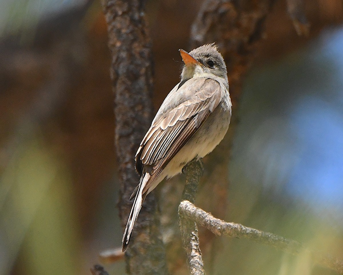 Greater Pewee - ML618793136