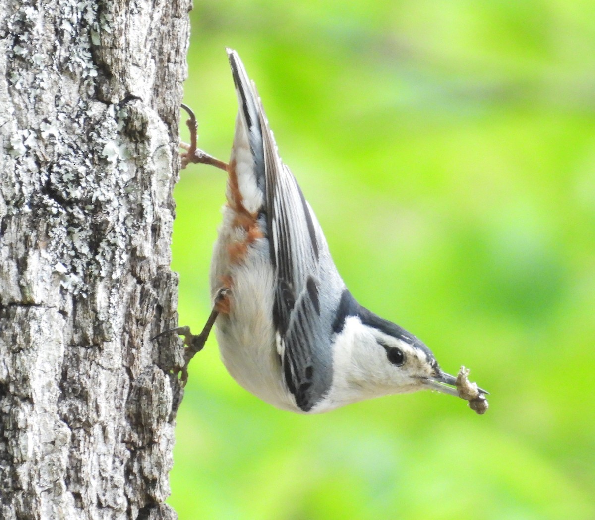 White-breasted Nuthatch - Debbie Segal