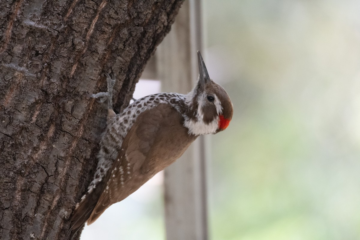 Arizona Woodpecker - ML618793150