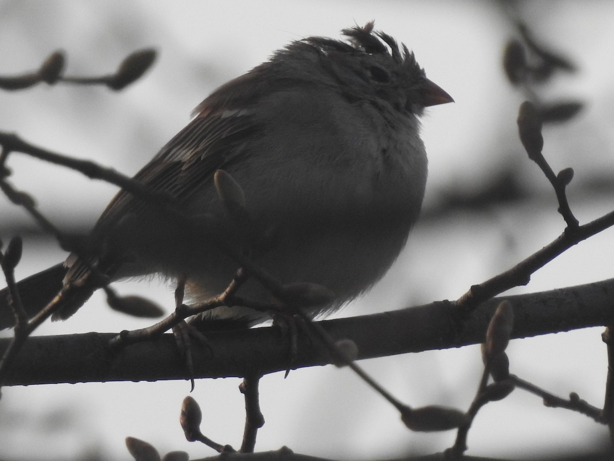 Field Sparrow - John Adams