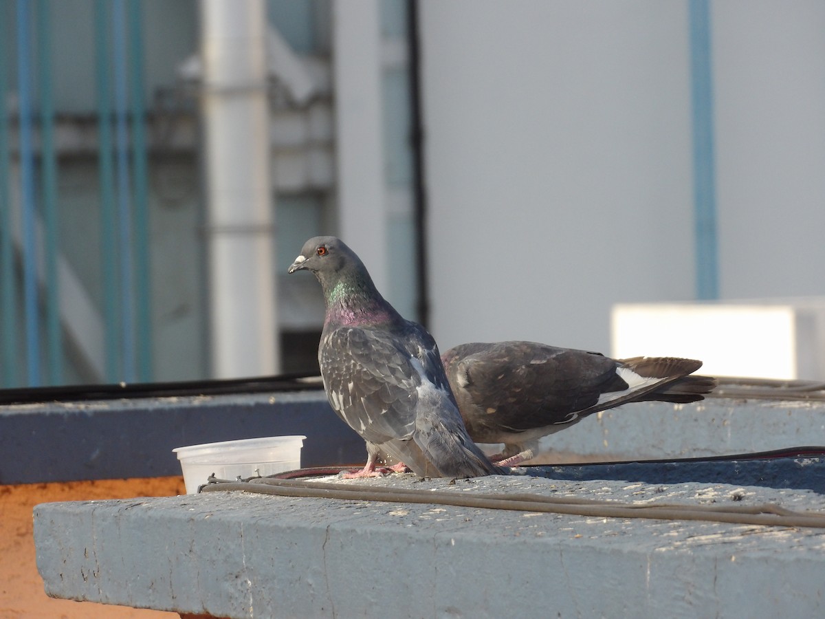 Rock Pigeon (Feral Pigeon) - ML618793222