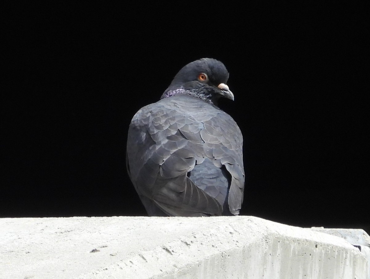 Rock Pigeon (Feral Pigeon) - Debbie Segal