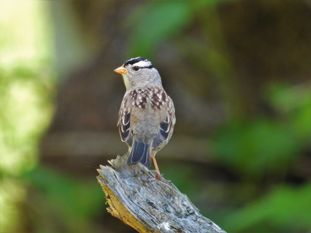White-crowned Sparrow (Gambel's) - ML618793231
