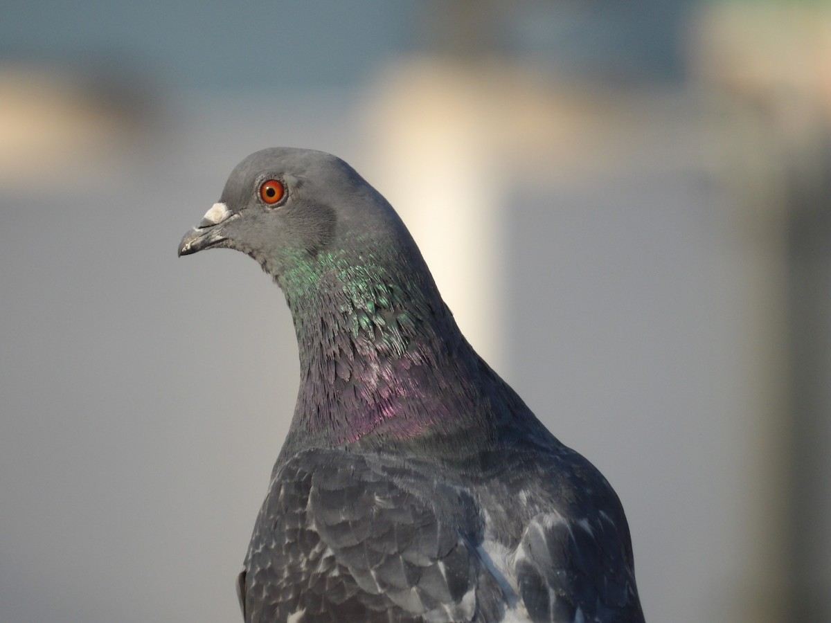 Rock Pigeon (Feral Pigeon) - ML618793243