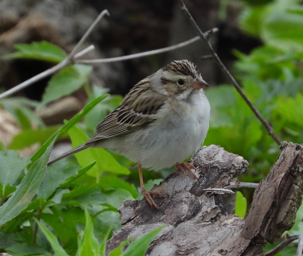 Clay-colored Sparrow - Holly Walz