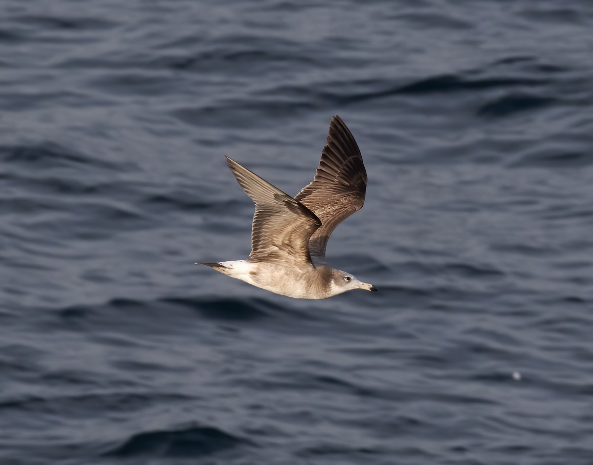 Black-tailed Gull - ML618793287