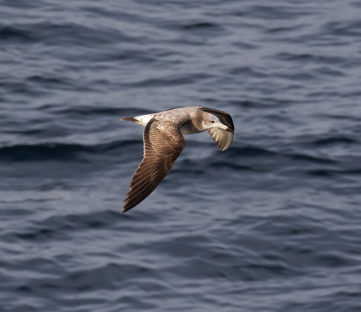 Black-tailed Gull - ML618793288