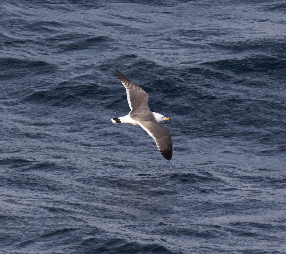 Black-tailed Gull - Gary Rosenberg