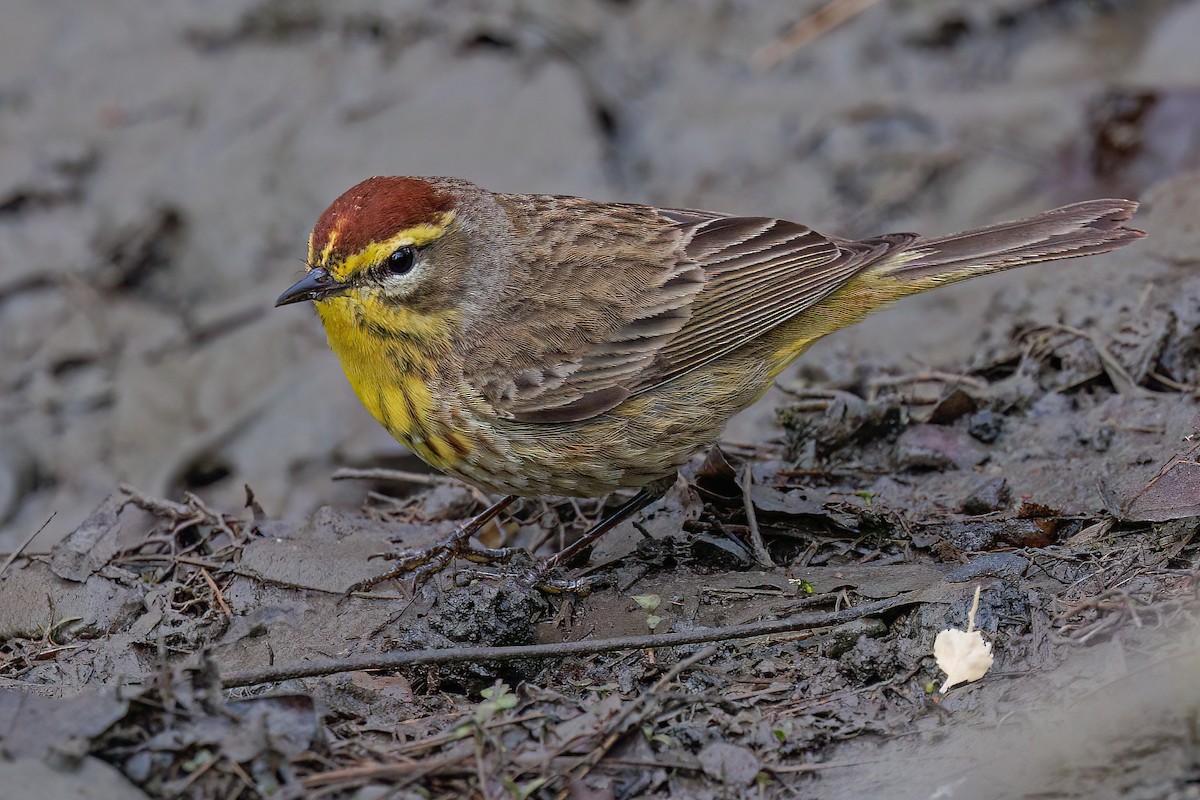 Palm Warbler - Laval Roy