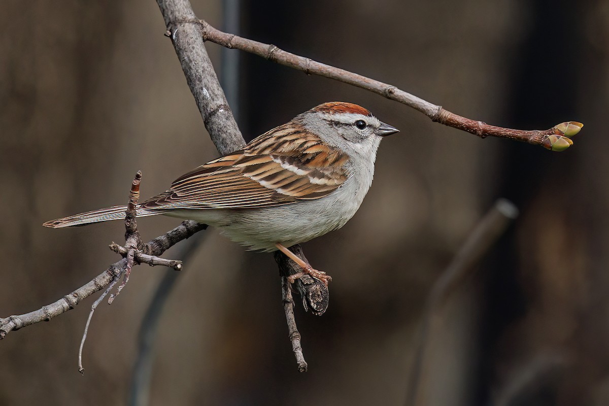 Chipping Sparrow - ML618793308