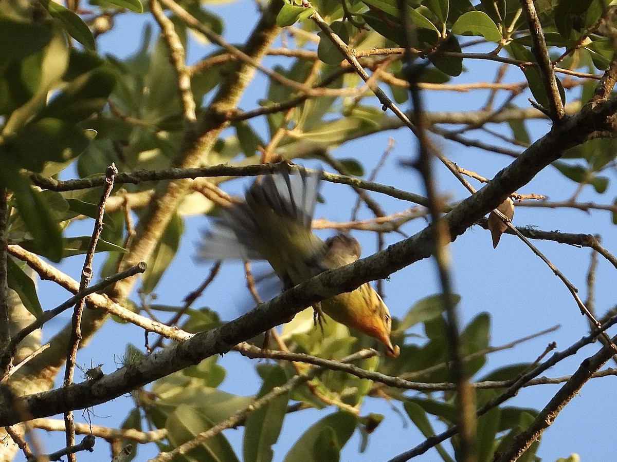 Blackburnian Warbler - Ivory Reinert