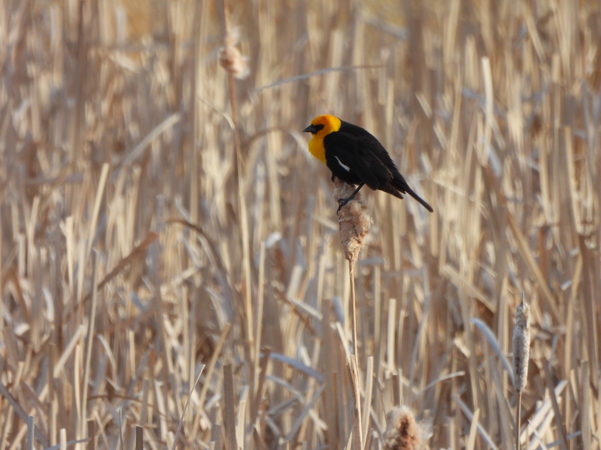Yellow-headed Blackbird - Lachlan Bebout