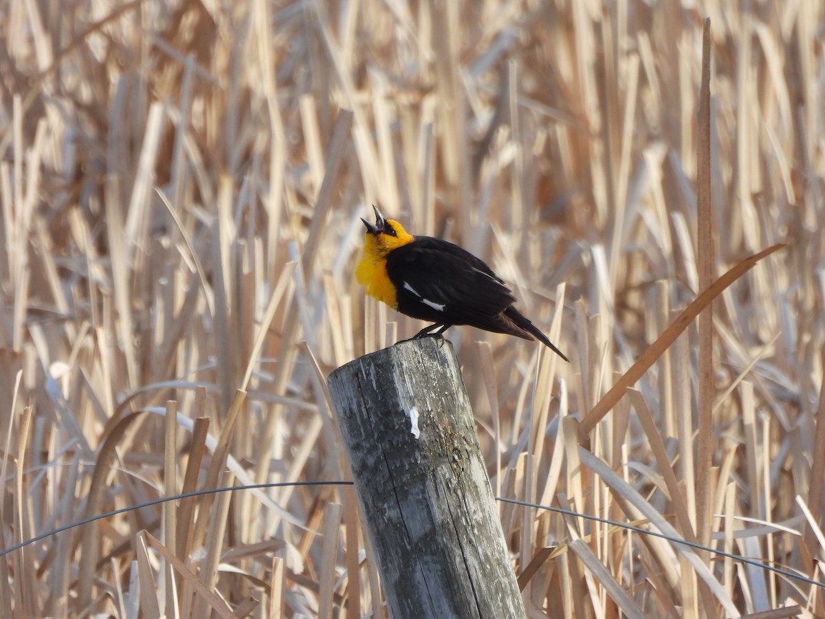 Yellow-headed Blackbird - ML618793339