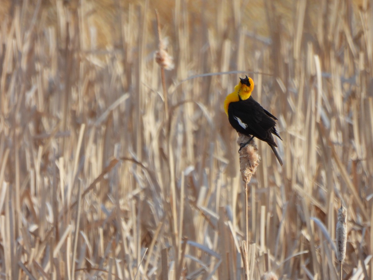 Yellow-headed Blackbird - Lachlan Bebout