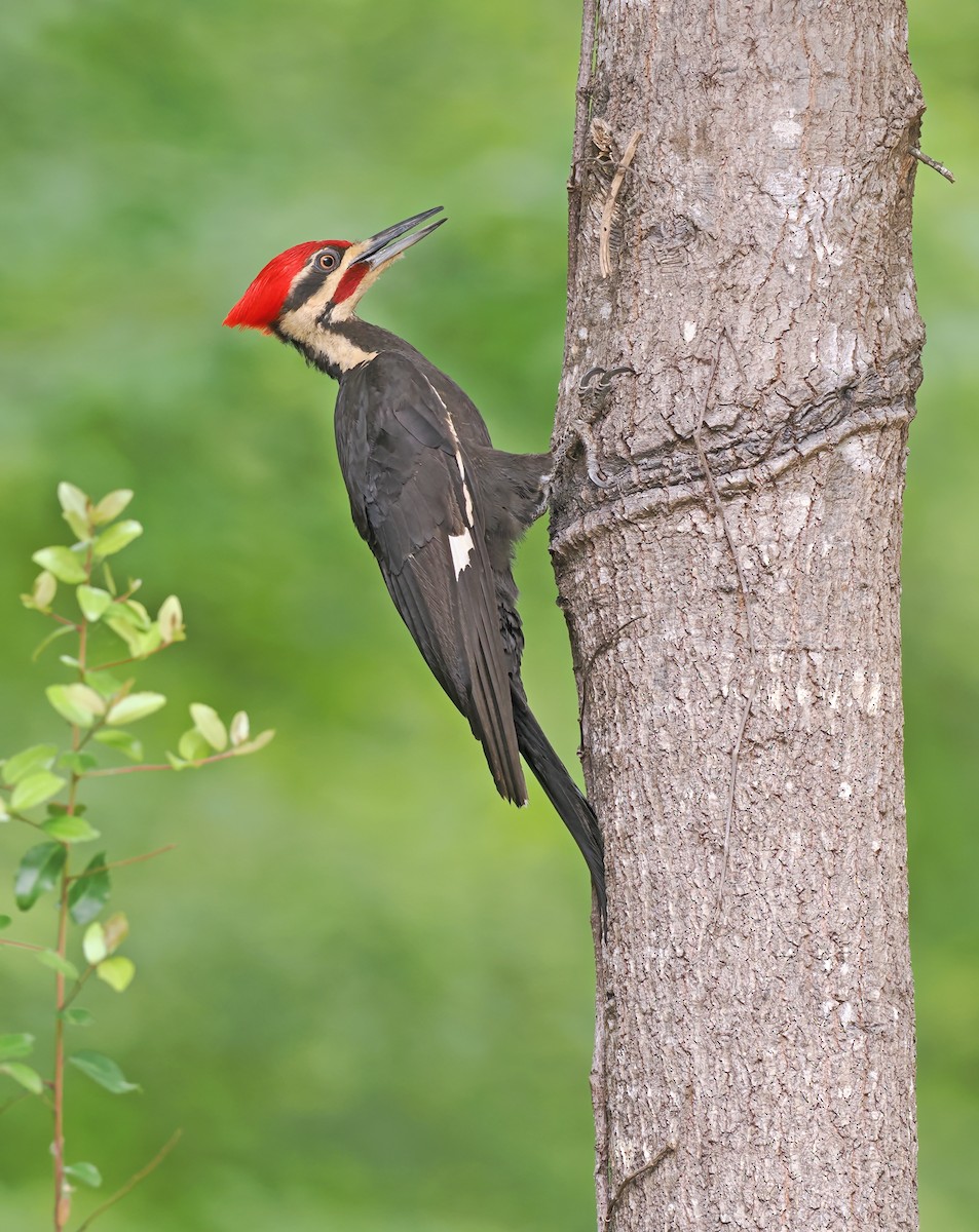 Pileated Woodpecker - ML618793342
