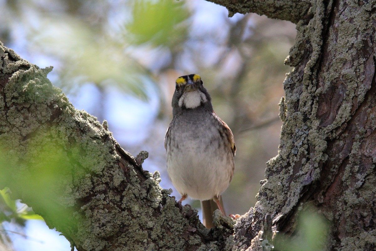White-throated Sparrow - ML618793349