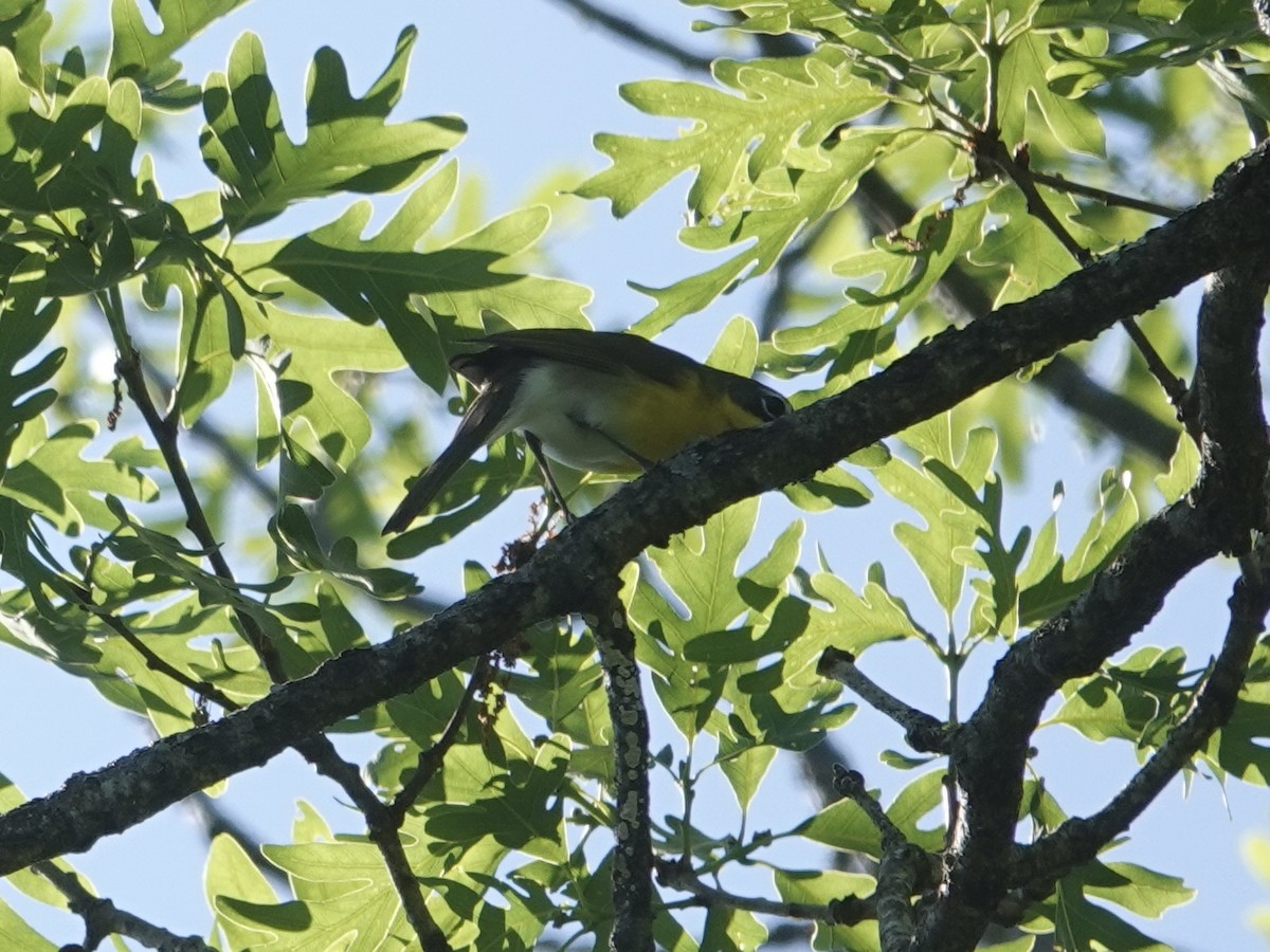 Yellow-breasted Chat - ML618793361