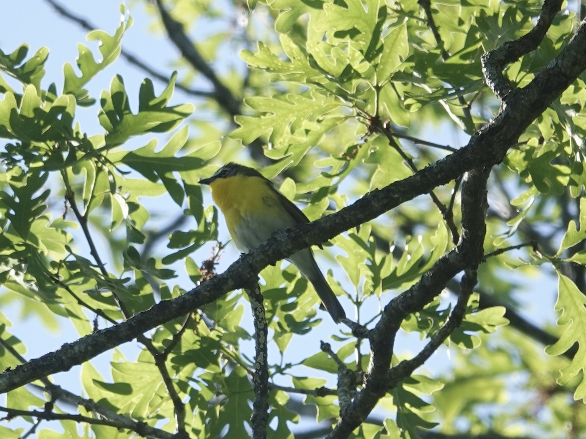 Yellow-breasted Chat - ML618793362