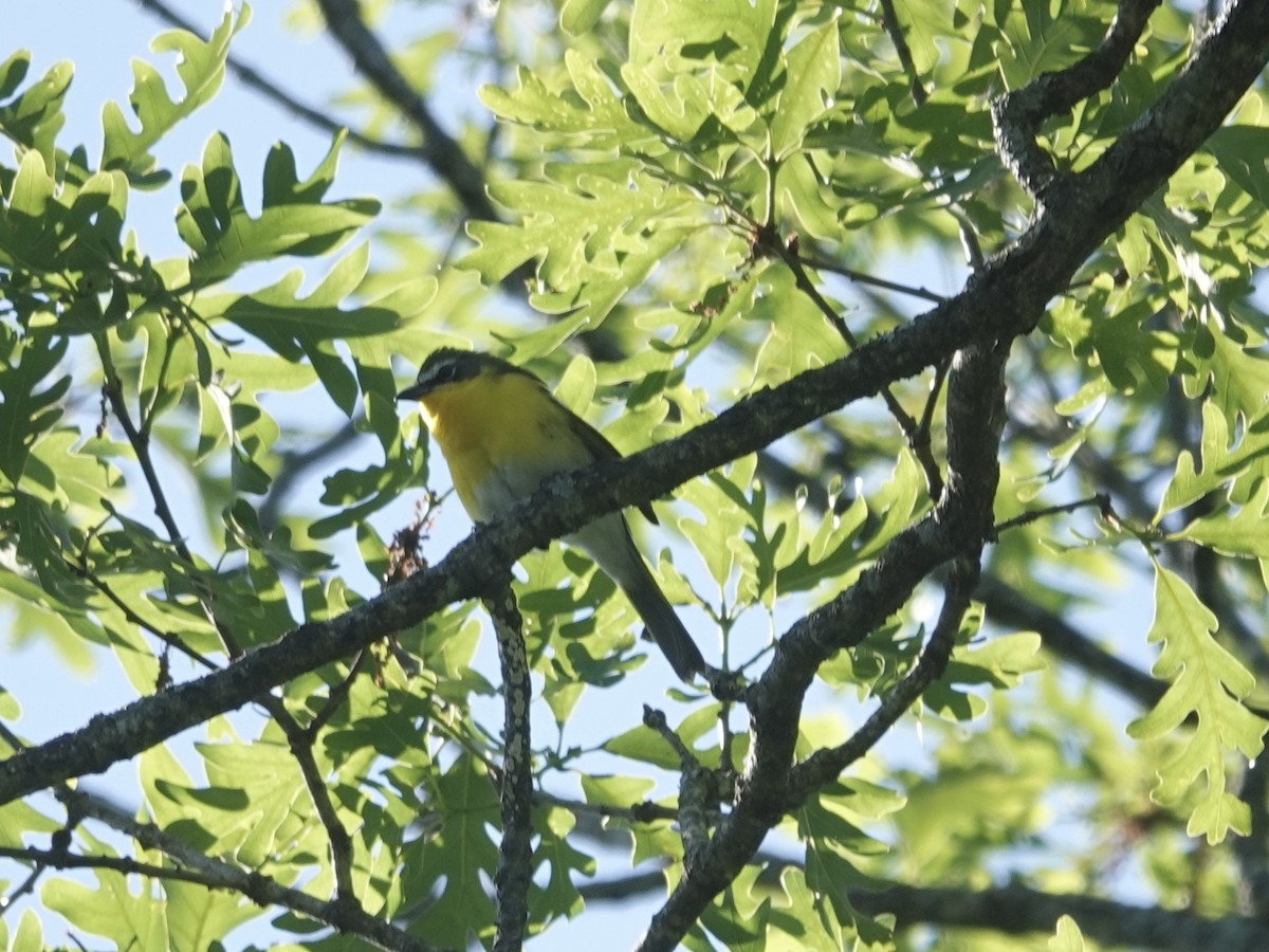 Yellow-breasted Chat - ML618793363