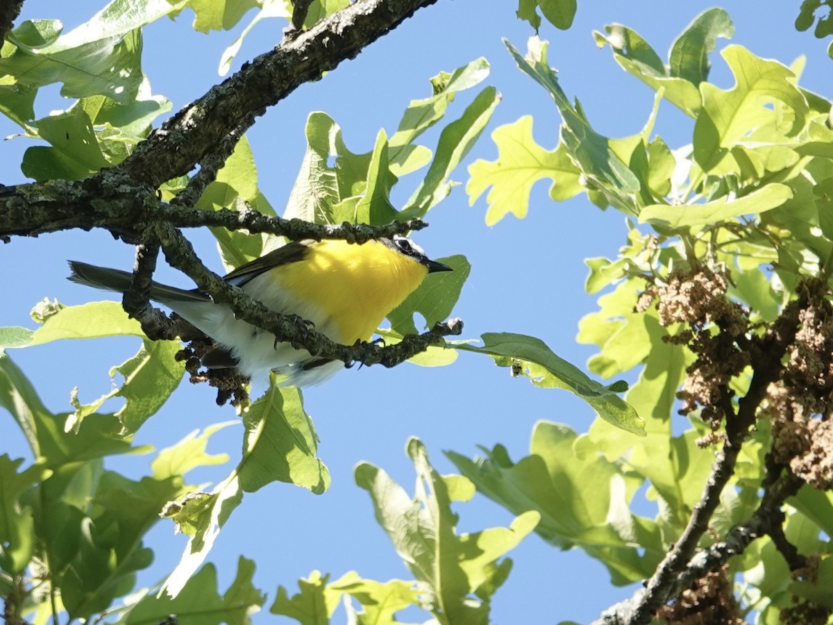 Yellow-breasted Chat - ML618793364