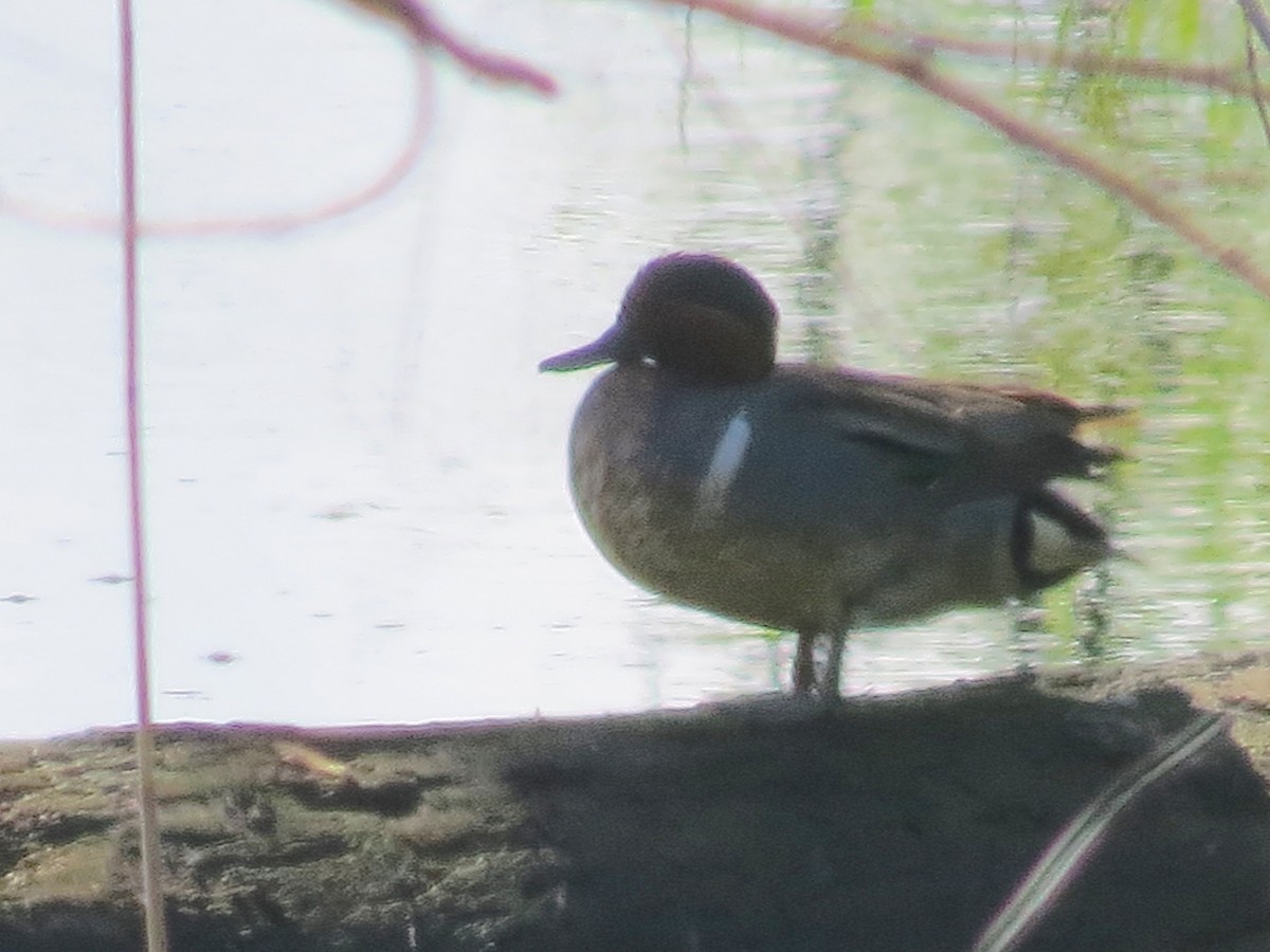 Green-winged Teal - ML618793368