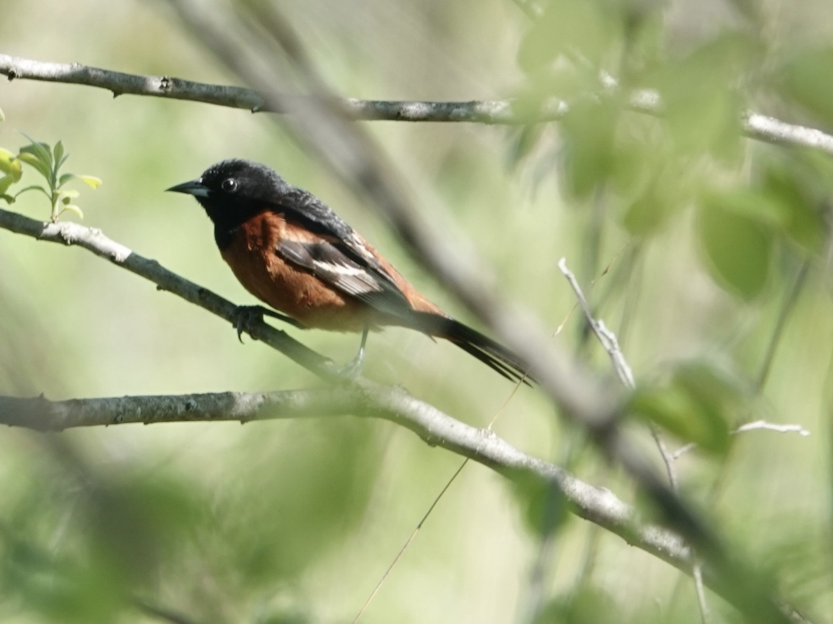 Orchard Oriole - ML618793395